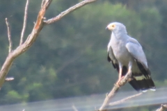 Polyboroides typus typus