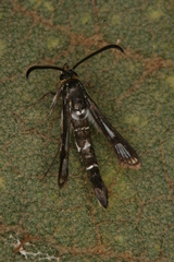 Chamaesphecia guenter