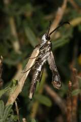 Chamaesphecia guenter