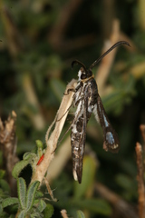 Chamaesphecia guenter