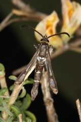 Chamaesphecia guenter