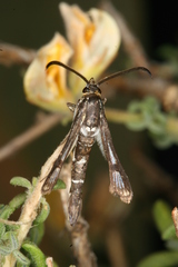 Chamaesphecia guenter