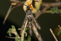 Chamaesphecia guenter