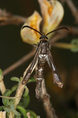 Chamaesphecia guenter