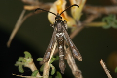 Chamaesphecia guenter