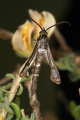 Chamaesphecia guenter