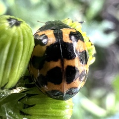 Harmonia axyridis