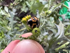 Harmonia axyridis