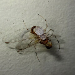 Herennia multipuncta