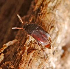 Ptomaphagus