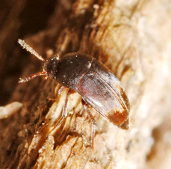 Ptomaphagus