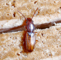 Cryptolestes duplicatus