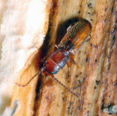 Cryptolestes duplicatus