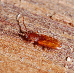 Placonotus testaceus