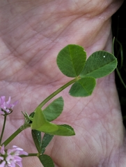 Trifolium