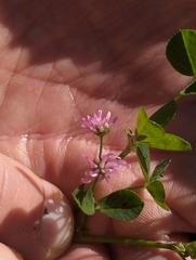Trifolium