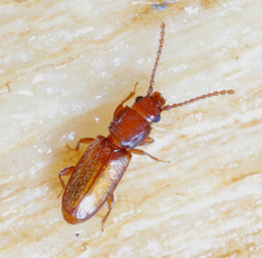 Placonotus testaceus