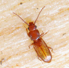 Placonotus testaceus