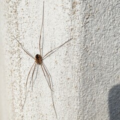 Phalangiinae