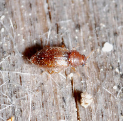 Corticarina truncatella