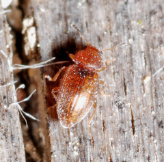 Corticarina truncatella