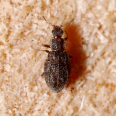 Latridiidae