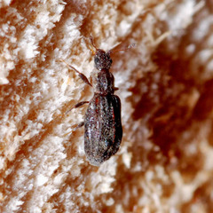 Latridiidae