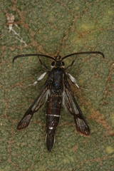 Pyropteron leucomelaenum