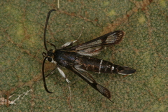 Pyropteron leucomelaenum