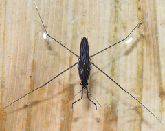 Limnometra