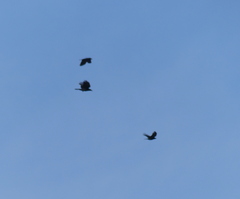 Corvus macrorhynchos