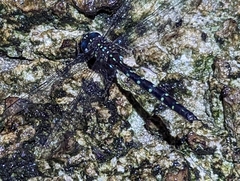 Austroaeschna pulchra