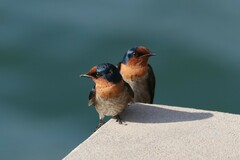 Hirundo tahitica