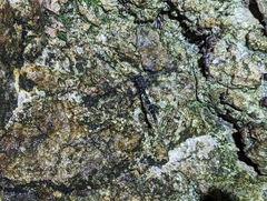 Austroaeschna pulchra