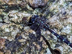 Austroaeschna pulchra