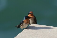 Hirundo tahitica