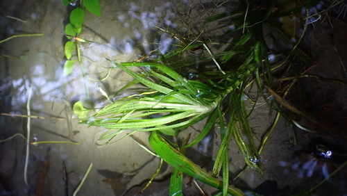 Blyxa japonica iNat (3)