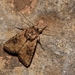Mythimna languida - Photo (c) Luca Sattin, some rights reserved (CC BY-NC), uploaded by Luca Sattin