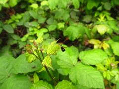 Adela australis