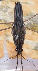 Limnometra