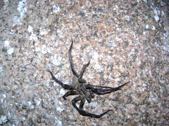 Phoneutria