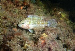 Oxycheilinus bimaculatus