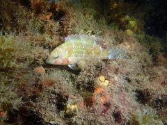 Oxycheilinus bimaculatus