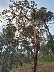 Arbutus xalapensis