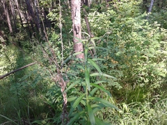 Cirsium serratuloides