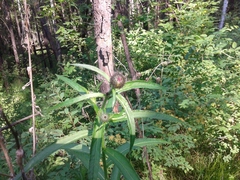 Cirsium serratuloides