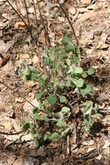 Marrubium