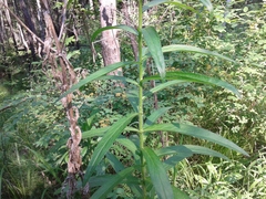 Cirsium serratuloides