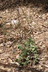 Marrubium