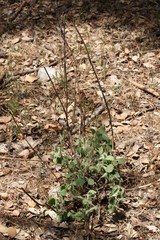 Marrubium